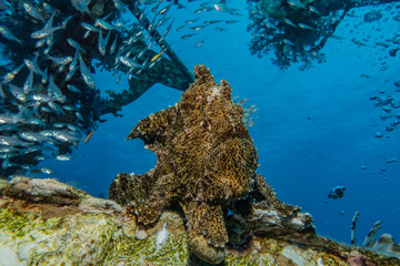 Fototapeta premium Frog fish in the Red Sea Colorful and beautiful, Eilat Israel