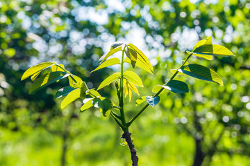 Obraz premium Branchlets of walnut