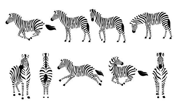 Set of african zebra side and front view outline striped silhouette animal design flat vector illustration isolated on white background