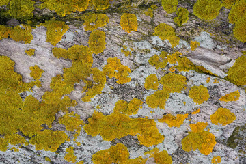 Yellow and grey lichen growing on granite