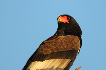 Gaukler / Bateleur / Terathopius ecaudatus