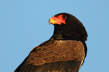 Gaukler / Bateleur / Terathopius ecaudatus