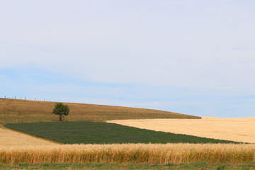 Un arbre isolé dans la campagne Allemande