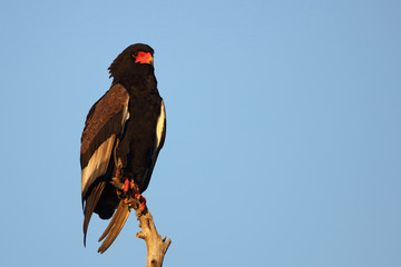 Gaukler / Bateleur / Terathopius ecaudatus