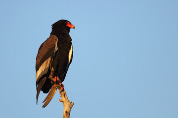 Gaukler / Bateleur / Terathopius ecaudatus