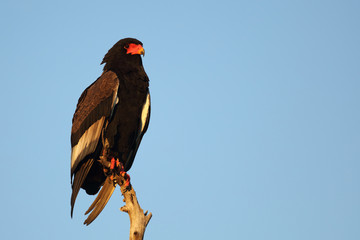 Gaukler / Bateleur / Terathopius ecaudatus