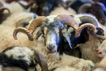 The Sacrifice Feast Eve concept with an adult ram.