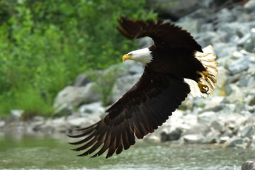 American bald eagle in flight over a creek