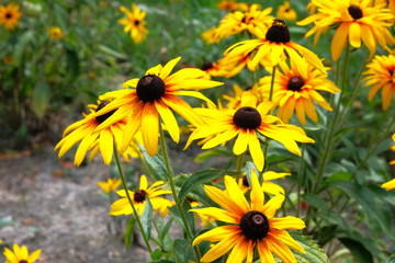 Yellow Echinacea flowers on green nature background in sunny day. Patch of coneflower in meadow.