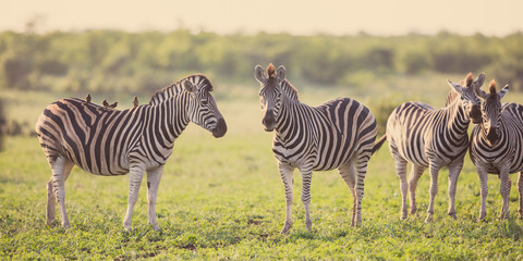 Fototapeta premium Four Common Zebra grooming on savanna