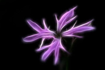 Fractal image of a gentle pink flower of adonis on a contrasting black background