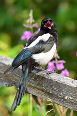 Black-billed magpie on a fence