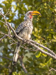 Southern yellow billed hornbill in tree