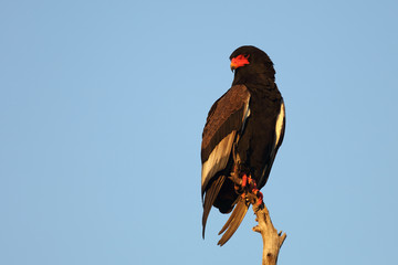 Gaukler / Bateleur / Terathopius ecaudatus