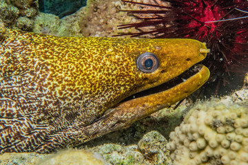 Moray eel Mooray lycodontis undulatus in the Red Sea, eilat israel