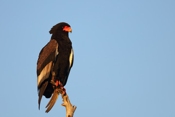 Gaukler / Bateleur / Terathopius ecaudatus