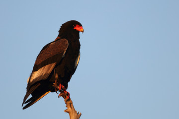 Gaukler / Bateleur / Terathopius ecaudatus