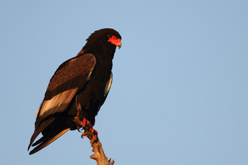 Gaukler / Bateleur / Terathopius ecaudatus