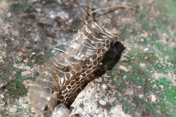 The detail of discarded skin of a snake in central Turkey