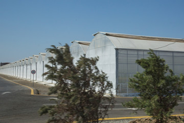 Fototapeta premium White green house on blue sky background. Plants crop in greenhouse. Greenhouses greenhouses glass seedlings of flowers and plants the nature .