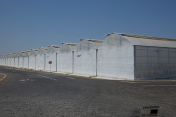 White green house on blue sky background. Plants crop in greenhouse. Greenhouses greenhouses glass seedlings of flowers and plants the nature .