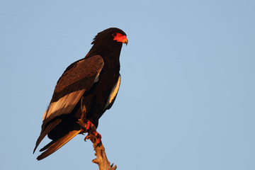 Gaukler / Bateleur / Terathopius ecaudatus