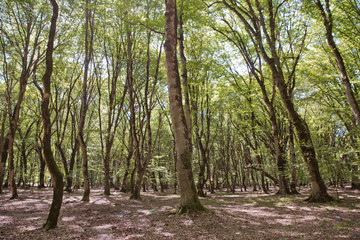 Soderasen national park in Azerbaijan Ismayilli .beautiful green forest in spring . Green thin trees in forest . One old moss covered beech tree among several younger ones in a beech forest.