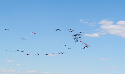 Fototapeta premium Group of pink flamingos flying over Lake Eber, Turkey