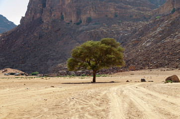 Resistere al deserto