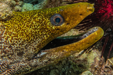 Moray eel Mooray lycodontis undulatus in the Red Sea, eilat israel