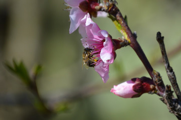 Abeja en flor de duraznero