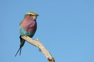 Gabelracke / Lilacbreasted Roller / Coracias caudata
