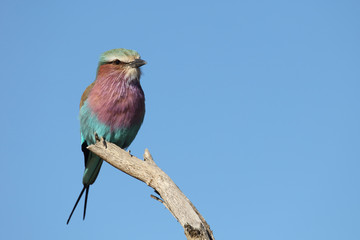 Gabelracke / Lilacbreasted Roller / Coracias caudata