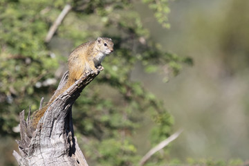 Ockerfußbuschhörnchen / Tree squirrel / Paraxerus Cepapi © Ludwig