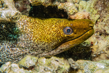 Moray eel Mooray lycodontis undulatus in the Red Sea, eilat israel