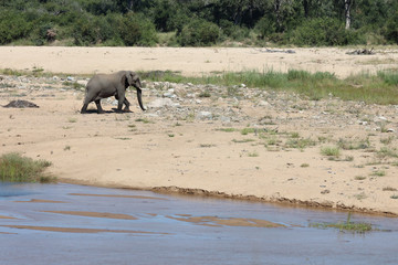 Afrikanischer Elefant / African elephant / Loxodonta africana