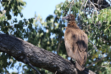 Kappengeier / Hooded vulture / Necrosyrtes manachus.