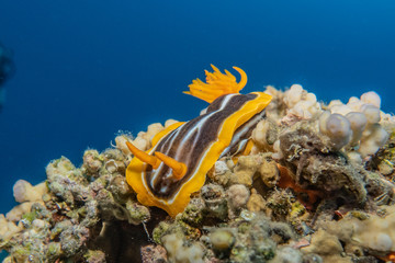 Obraz premium Sea slug in the Red Sea Colorful and beautiful, Eilat Israel
