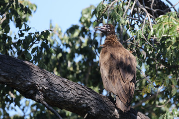 Kappengeier / Hooded vulture / Necrosyrtes manachus.