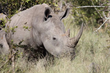 Obraz premium Breitmaulnashorn / Square-lipped Rhinoceros / Ceratotherium Simum