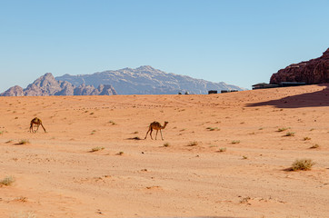Deserto della Giordania
