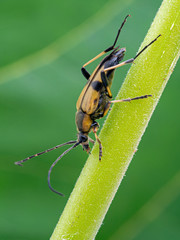 longhorn flower beetle, dusted with yellow pollen on a plant stem, side view