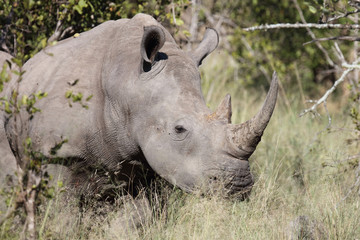 Breitmaulnashorn / Square-lipped Rhinoceros / Ceratotherium Simum