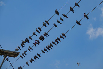 BOTTOM UP: A flock of pigeons sits on three electricity wires above a street