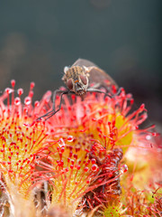 fly trapped by a spoon-leaved sundew plant, Drosera tokaiensis, close-up, from the front, vertical