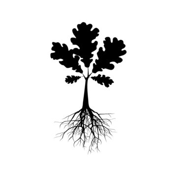 Silhouette of oak tree. Illustration of a silhouette of oak tree on a white background