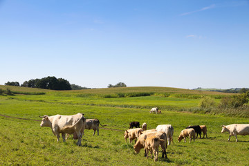 Fototapeta na wymiar Herd of cows grazing in a green fresh pasture field with flowers in idyllic countryside cattle scene during Spring and Summer season.