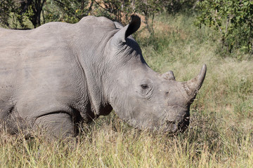 Obraz premium Breitmaulnashorn / Square-lipped Rhinoceros / Ceratotherium Simum