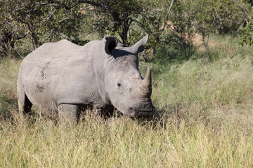 Fototapeta premium Breitmaulnashorn / Square-lipped Rhinoceros / Ceratotherium Simum
