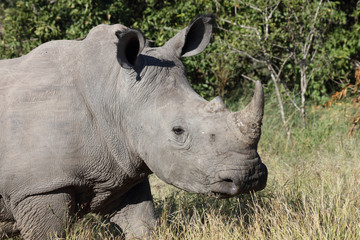 Breitmaulnashorn / Square-lipped Rhinoceros / Ceratotherium Simum